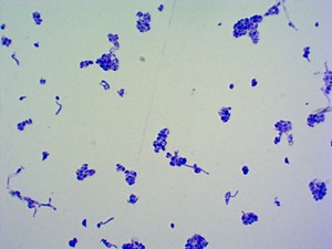 Lames de microbiologie médicale Lames de microscope 50 pièces Lames éducatives préparées Éducation de microbiologie médicale - Product Image 2