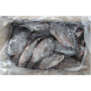 Tilapia Congelada para Contratos a Largo Plazo |   Calidad <span class=keywords><strong>de</strong></span> Exportación |   Suministro Confiable al por Mayor - Product Image 1