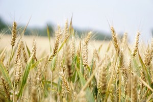Fertilizante Líquido de Aminoácidos Orgánicos con 40% de Aminoácidos <span class=keywords><strong>Totales</strong></span>, 8.5% de Nitrógeno Total, Liberación Rápida - Product Image 6