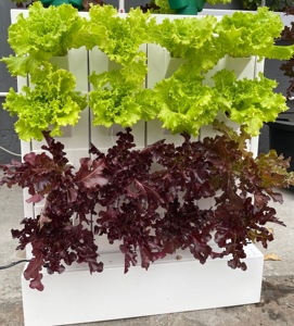 التجارية aeroponic النمو الجدار شنت nft garden عمودي مشتل زراعة مائيّة النباتات في الأماكن المغلقة نظام الجدار - Product Image 3