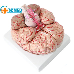 人間の解剖学的脳のための9つの部分のプラスチック脳モデルを備えた等身大の人間の解剖学的脳 - Product Image 1