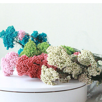 Bouquet de fleurs de millet séchées et préservées de haute qualité, tiges naturelles de 50 cm, pour la décoration de mariage