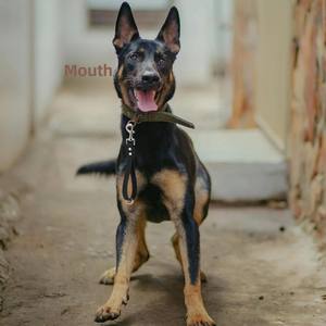 Laisse de PVC de poignée de trafic de contrôle facile grande laisse courte en gros de chien pour la formation - Product Image 6