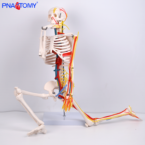 Пластиковая модель скелета человека 85 см с нервами, кровеносные сосуды, сердце, мозг, гибкие руки и ноги для анатомии скелетной системы - Product Image 6