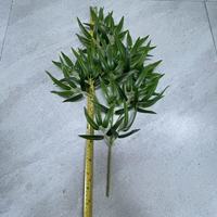 Hojas de Bambú Artificiales de Plástico Resistentes a los Rayos UV, de Tacto Real, Alta Simulación, Retardantes de Fuego, Pequeñas, para Decoración de Pascua, Hogar, Jardín y Bodas