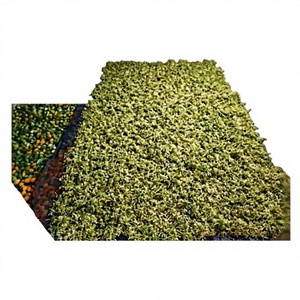 Vietnam Herbal Papaya Flower <b>Tea</b> Premium Health Loose Leaf Bulk OEM Private Label Manufacturer Organic 12 Months Shelf Life - Product Image 1