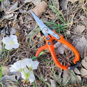 Tijeras para recoger frutas de naranja, herramienta de poda de cabeza recta con hoja de acero inoxidable de 40mm para huertos y jardines - Product Image 5