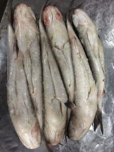 F102 Alta qualidade Venda quente 500G + Eviscerado Cinza Congelado Mullet Fish - Product Image 4