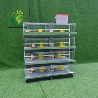 Cage à poussins galvanisée multicouche pour poulettes, conception à faible stress, sans bords tranchants, pour éleveurs locaux africains