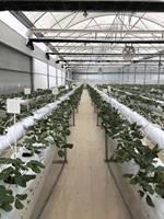Grand système de culture hydroponique en PVC, canaux de culture, gouttières, seaux hollandais, adapté aux tomates, concombres, fraises