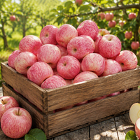 Verse, sappige rode Fuji appels, graad 1, 6cm, 20kg verpakking, rechtstreeks van de leverancier uit Shandong, China (Jufu)