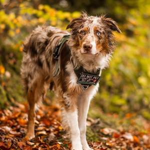 Free Sample Durable <b>Dog</b> Tactical Vest Pet Cooling Coat Heavy Duty Outdoor Pet Training Chest <b>Dog</b> Harness and <b>Leashes</b> - Product Image 6