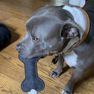 Nieuwe Populariteit Kies Kauwtanden Schoonmaken Speelgoed Vilt Bot-Vorm Hond Kauwen Training Speelgoed Interactieve Hond Hond Bot - Product Image 5