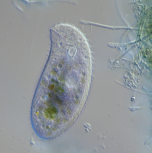 BS-2081 BestScope Thị Kính Kế Hoạch Trường Siêu Rộng Kính Hiển Vi Sinh Học Trinocular Nghiên Cứu SW10X/25Mm - Product Image 6