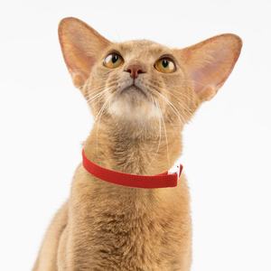 <span class=keywords><strong>Collar</strong></span> elástico de seguridad PARA GATOS-<span class=keywords><strong>Collar</strong></span> elástico ajustable para gatitos y gatos pequeños, <span class=keywords><strong>Collar</strong></span> ligero suave para mascotas para cachorros - Product Image 5