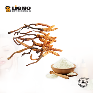 Poudre de champignon en vrac Ophiocordyceps sinensis LiGNO OCS02, fabriquée en Malaisie, adaptée aux lignes de production de capsules et de comprimés - Product Image 1