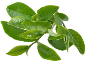 Extrait de thé vert épigallocatéchine gallate EGCG 98% Hplc CAS aucun 989 - Product Image 6