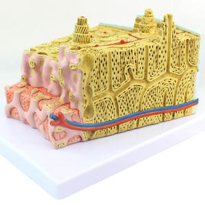 KyrenMed 80X Büyütülmüş Kemik Mikro Anatomi Modeli MİKROanatomi Kemik Yapısı Modeli - Product Image 3