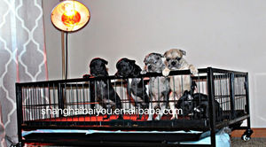 Penjualan paling laris 37 inci 43 inci kotak tempat bermain anjing besi dengan lantai plastik untuk anak anjing - Product Image 4