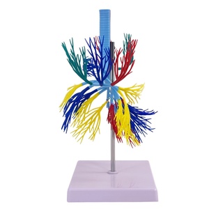 Modelo de árbol bronquial humano-Ramificación de tráquea anatómica para enseñanza de neumología - Product Image 5