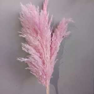 Graines de <span class=keywords><strong>pampa</strong></span> de qualité du Yunnan <span class=keywords><strong>Graine</strong></span> de <span class=keywords><strong>pampa</strong></span> décorative pour table d'intérieur et cadeaux Vente chaude 2025 <span class=keywords><strong>Graine</strong></span> de <span class=keywords><strong>pampa</strong></span> à bas prix OEM - Product Image 4