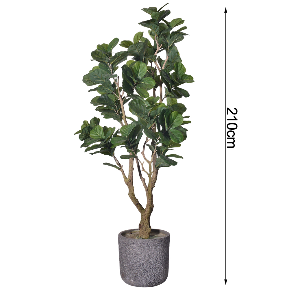 Pianta di fico a foglia di violino da 210cm