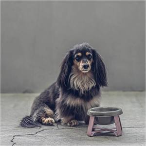 Support de mangeoire surélevé pour animaux de compagnie, ergonomique et écologique, durable, portable et réglable pour chiens et chats, bol en céramique Pecolo, utilisation en intérieur - Product Image 1