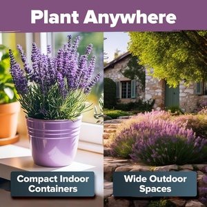 Home Grown Premium English Lavender 1,500 Fleurs sauvages sans OGM pour plantes d'intérieur/d'extérieur pour la plantation - Product Image 6