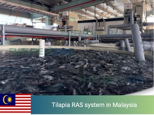 Système complet d'aquaculture d'élevage de crevettes tigrées d'eau douce entièrement automatique en intérieur, projet de 50 tonnes - Product Image 5