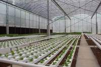 Serre agricole multi-chapelle en polytunnel avec film plastique pour système hydroponique de culture de tomates