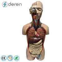 Model Anatomi Torso Manusia 85cm 27-Bagian Ukuran Asli Unisex Alat Pengajaran Medis Sains Biologi Perlengkapan Edukasi Plastik