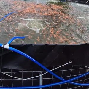 Hoge Kwaliteit Viskweek Uitrusting Beluchter Voor Visteelt Vijver - Product Image 5