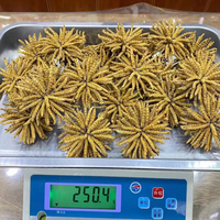 Cordyceps Sinensis Seco (Dong Chong Xia Cao) en Frasco, 3000 Piezas
