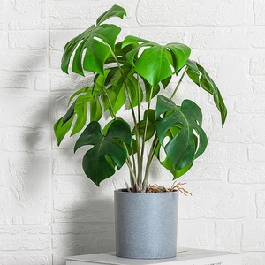 Plásticos <span class=keywords><strong>plantas</strong></span> artificiales bonsái decoración del hogar <span class=keywords><strong>plantas</strong></span> <span class=keywords><strong>de</strong></span> <span class=keywords><strong>interior</strong></span> artificiales <span class=keywords><strong>con</strong></span> maceta jardín árbol en maceta moderno Mini maceta <span class=keywords><strong>de</strong></span> plástico - Product Image 6