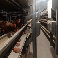 Nouveau poulailler automatique multicouche de haute qualité de type H galvanisé à chaud avec 1 an de garantie pour élevage de poulets
