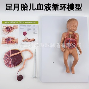 Modèle de circulation sanguine fœtale, modèle de cordon ombilical et de placenta pour nouveau-né, organes internes du nourrisson (détachables et - Product Image 2