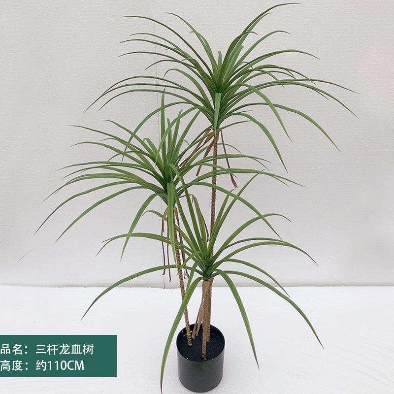 Dracaena à trois tiges de 110 cm de haut