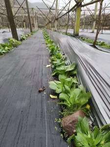 Tapis de protection contre les mauvaises herbes en maille de couverture de sol en PE - Product Image 2