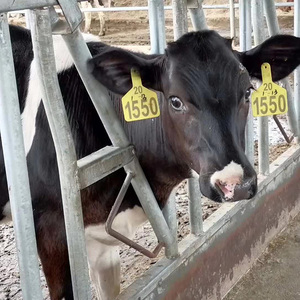 Nouvel équipement d'élevage de bovins laitiers en acier vache tête de verrouillage panneau d'élevage pince de cou de taureau accessoires de cou de boeuf <span class=keywords><strong>pour</strong></span> l'élevage - Product Image 4
