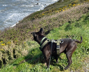 Arnés Táctico para Perros de Servicio, Arnés de Entrenamiento Antitirones para Cachorros, Chaleco para Pitbull, Arnés Canino Táctico para Perros - Product Image 5
