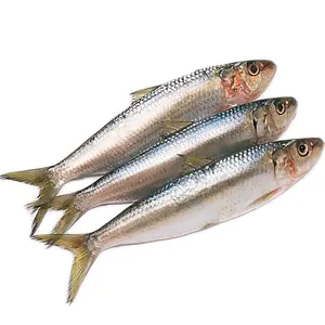 Sardinha para isca para conservas para venda no mercado, sardinha congelada, fornecedores de 8 a 10 peças à venda