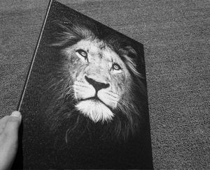 Decoración moderna para el hogar recién llegado lienzo negro pintado a mano pintura al óleo estilo Vintage acuarela arte de pared con temas de animales - Product Image 6