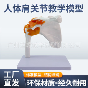 Modelo funcional de articulación del hombro, modelo de esqueleto humano, modelo de ligamentos de la articulación del hombro, modelo esquelético - Product Image 4