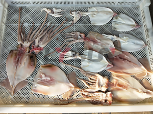 Four de séchage à pompe à chaleur pour poissons et fruits de mer, machine de transformation alimentaire avec moteur PLC en acier inoxydable – Offre Spéciale - Product Image 6