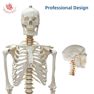 Modèle de <span class=keywords><strong>squelette</strong></span> <span class=keywords><strong>géant</strong></span> de 176cm grandeur nature adulte blanc Science médicale incluant une racine nerveuse Modèle anatomique <span class=keywords><strong>humain</strong></span> - Product Image 3