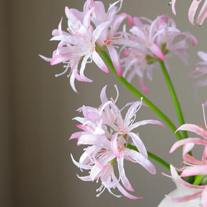 Fleurs <span class=keywords><strong>Higanbana</strong></span> artificielles de haute qualité en plusieurs couleurs réalistes pour la décoration murale du Nouvel An de la remise des diplômes de Noël en gros - Product Image 2