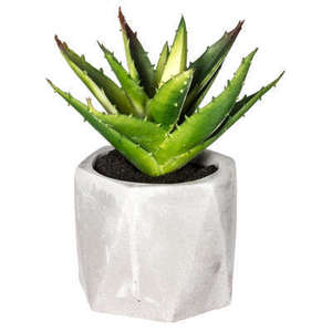ASSORTIMENT DE PLANTES SUCULENTES D 7 H 14CM - Product Image 1