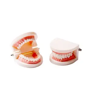 Gelsonlab HSDT-B9 1/2真人大小牙齿模型，牙齿牙齿模型龋齿牙齿研究typodon演示模型