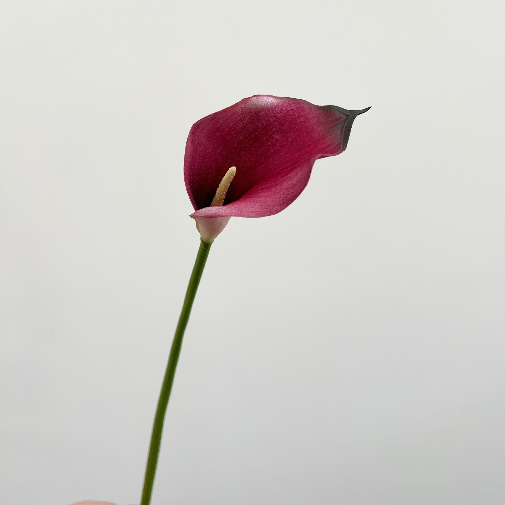 Calla petit [rose rouge]