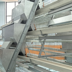 Cage à poulets automatique de type H pour poules pondeuses, avec ramassage automatique des œufs, <span class=keywords><strong>poulailler</strong></span> pour 15 000 oiseaux, 380V, économie de main-d'œuvre - Product Image 5